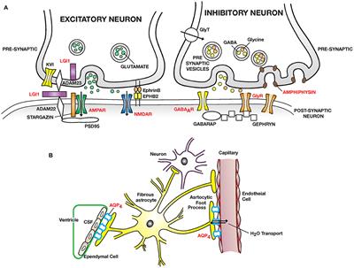 Frontiers | The Neuroimmunology of Multiple Sclerosis